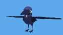 crowki_wings