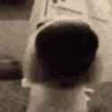 sniffa