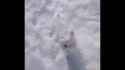 snowshoo