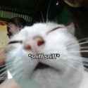 sniffa