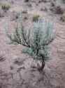 Sagebrushsjc