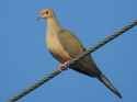 Av_Mourning_Dove_JG