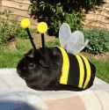 sweet little bumblebee[sound=files.catbox.moe%2Febsquk.mp3]