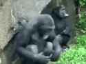 3.55 MB