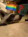 2.73 MB