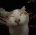 2.15 MB