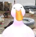 559 KB