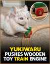 229 KB