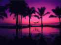 1031914-sunset-sea-reflection-sunrise-evening-morning-palm-trees-relaxation-relaxing-horizon-atmosphere-dusk-hammocks-tree-dawn-ocean-afterglow-arecales