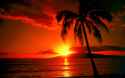 Beautiful-Beach-Palm-Sunset