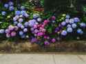 hydrangeas-blooming-in-garden-royalty-free-image-1650292539