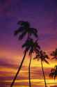 palm-tree-silhouettes-sunset-waikiki-natural-selection-craig-tuttle