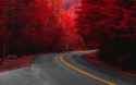 road-pine-trees-red