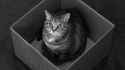 Schrödinger&#039;s Cat (alive)