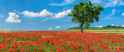 Field with Poppies and Tree