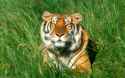 Sunbather, Bengal Tiger
