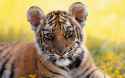 _Tiger Cub