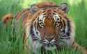 Watchful Eyes, Bengal Tiger