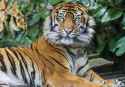 tiger_predator_look_3600x2518