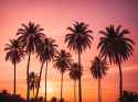 Default_Palm_tree_silhouettes_The_sun_is_setting_behind_those_3_126a8ee1-202d-4b69-9531-06c2f5874c71_1