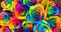 Rainbow-Roses-Via-Greens-of-Highgate-2