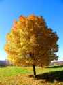 Yellow Autumn Tree