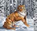 lola-koha-a-siberian-tiger