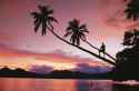 tourism-fiji_sunset-palm-trees_ng-creative_765638