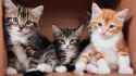 Three-cute-kittens_3840x2160