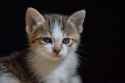 1-month-old_kittens_32 (1)