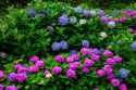hydrangea-blooms