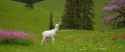 Albino Deer 03 (Fooocus)