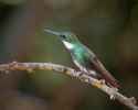 hummingbird-8648998_1280