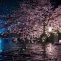 craiyon_205552_cherry_blossom_swan_boat_rain_at_night