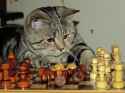 chess cat