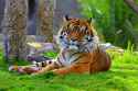 Jai, the Sumatran tiger at the Phoenix Zoo