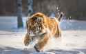 cute-tiger-cub-running-oq-3840x2400