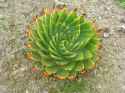 Spiral Aloe (Aloe polyphylla)