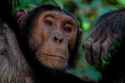 condesending chimp