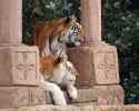 tigers_at_isle_of_wight_zoo