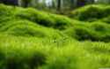 228536-green-moss-ultra-hd-desktop-background-wallpaper-for-4k-uhd-tv