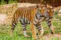 bengal_tigers