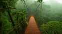 hanging_bridge_in_the_forest_canopy_-_monteverde__costa_rica