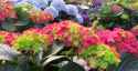 hydrangeas_of_myriad_colours