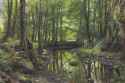 peder_mork_monsted_-_a_stream_in_the_forest__1925