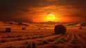 Wheat Field Sunset