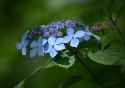 lacecap_hydrangea