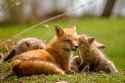 fox-cubs-mom-family-cute