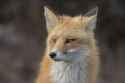 Red_Fox_Portrait