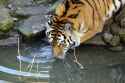 tiger_drinking_from_a_pool